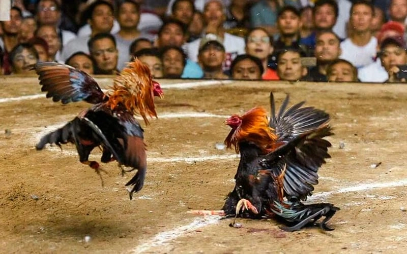  Livestream trận đấu đá gà WS168 với hình ảnh sắc nét.