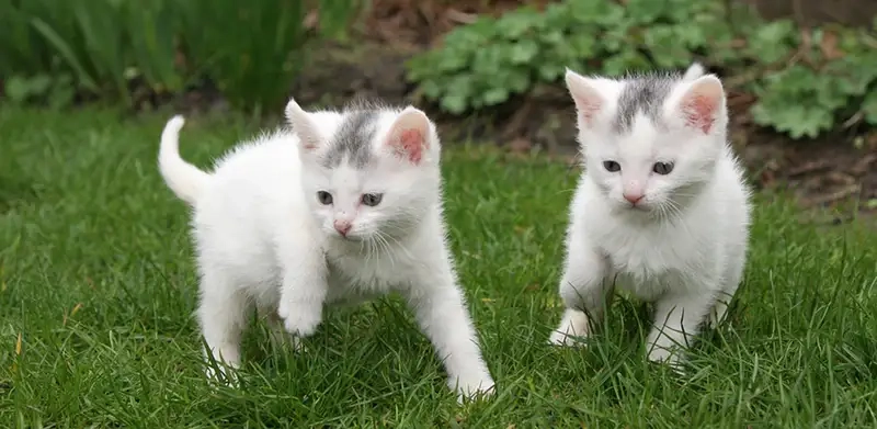 Cảm nhận tâm trạng qua avartar con mèo avatar mèo buồn nhẹ nhàng