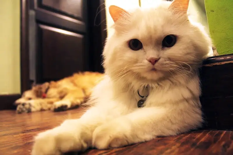 Cười thả ga với avartar con mèo avatar mèo meme hài hước