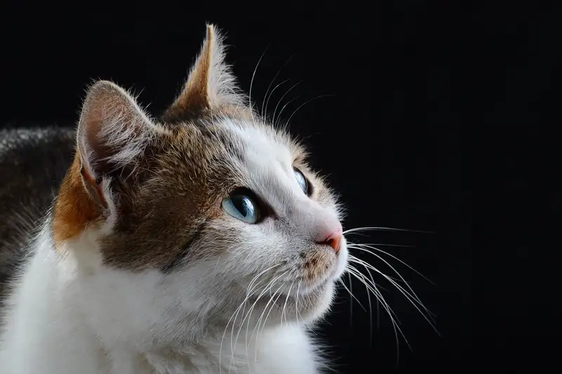 Khám phá bộ sưu tập avartar con mèo avatar mèo cute siêu dễ thương