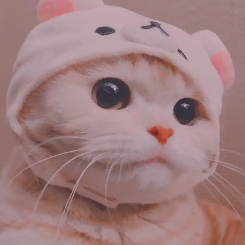 Thêm niềm vui với avartar con mèo avatar mèo cười vui vẻ rạng rỡ