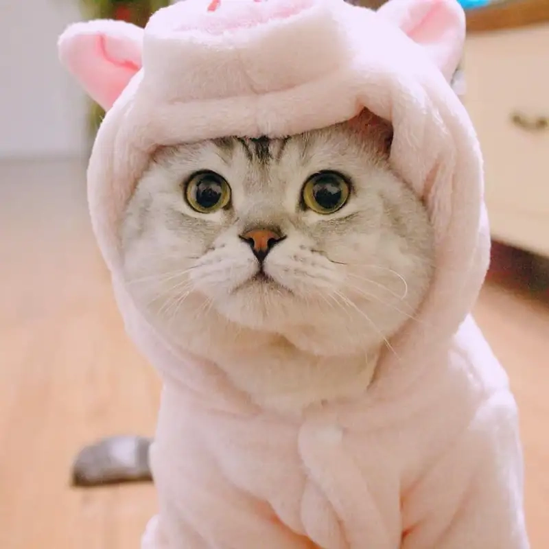 Chọn bộ ảnh avartar con mèo avatar mèo dễ thương đáng yêu nhất