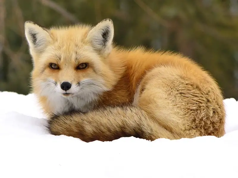 Tìm kiếm dễ dàng qua ảnh avatar con cáo chất lượng cao