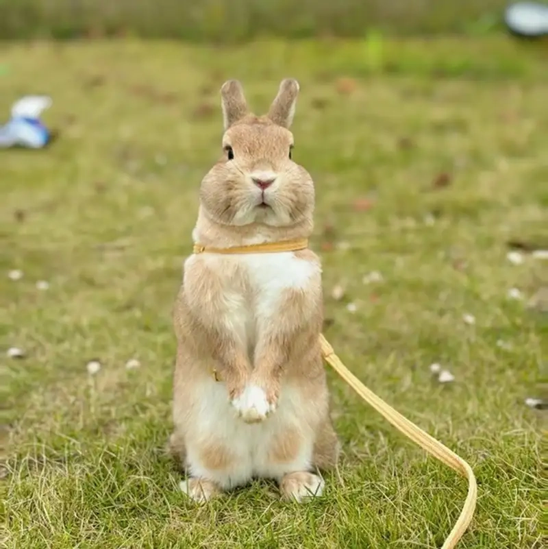 Tạo phong cách mới với avatar con thỏ đen ấn tượng