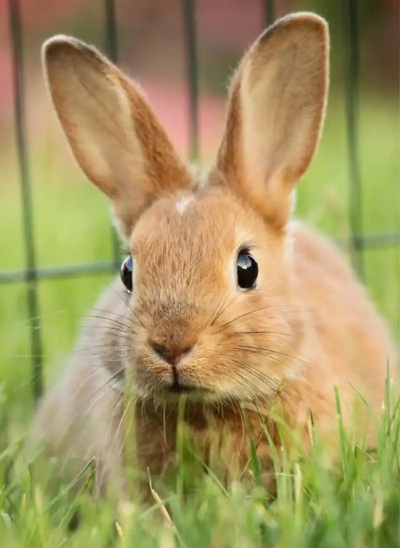 Thử ngay avatar con thỏ cute để nổi bật trang cá nhân