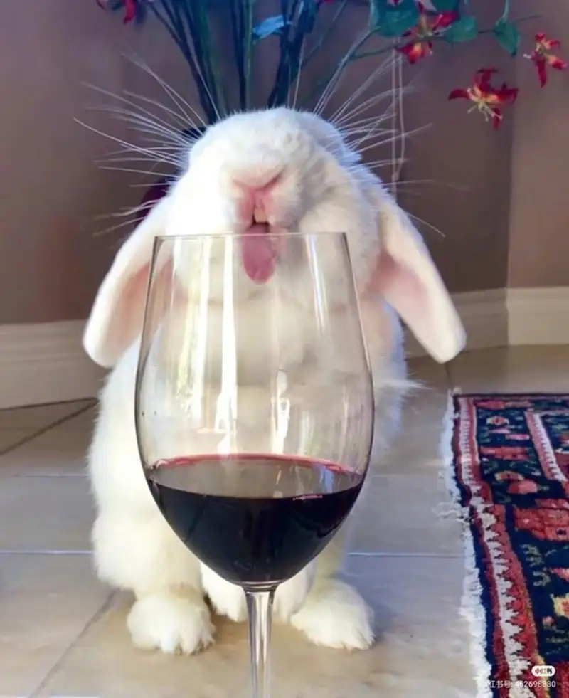 Trang trí profile với avatar thỏ trắng thanh lịch