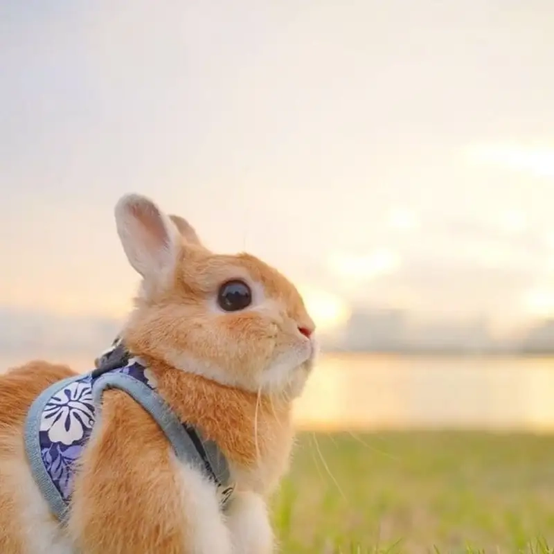 Trang trí tài khoản với ảnh thỏ trắng làm avatar