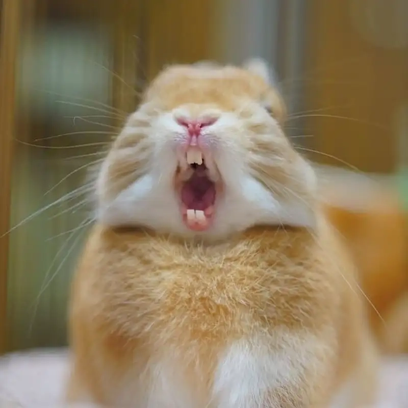 Làm mới trang cá nhân với avatar con thỏ cute