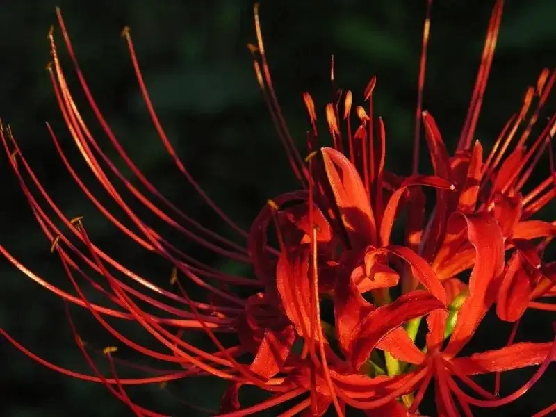 Thể hiện phong cách mạnh mẽ với avatar hoa bỉ ngạn nam