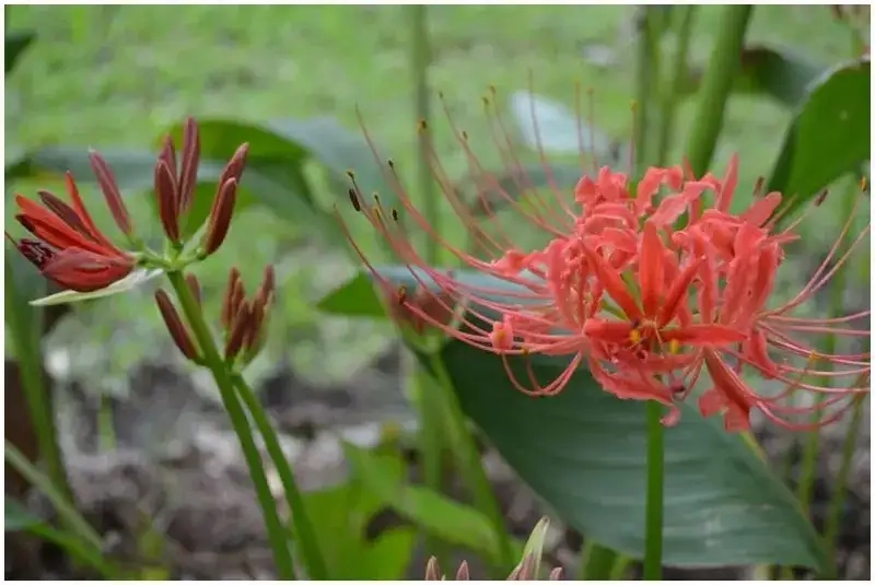 Trang trí điện thoại bằng hình nền hoa bỉ ngạn