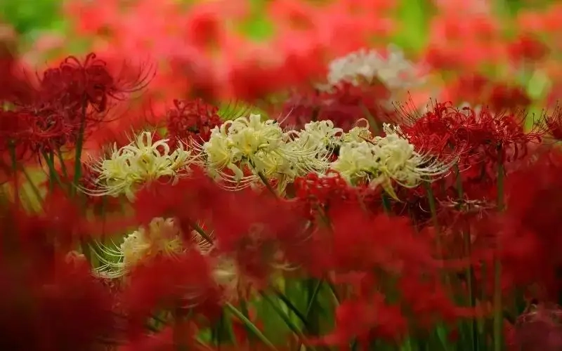 Đắm chìm trong truyện hoa bỉ ngạn hấp dẫn