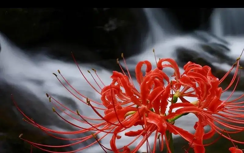 Nhí nhảnh cùng avatar chibi hoa bỉ ngạn