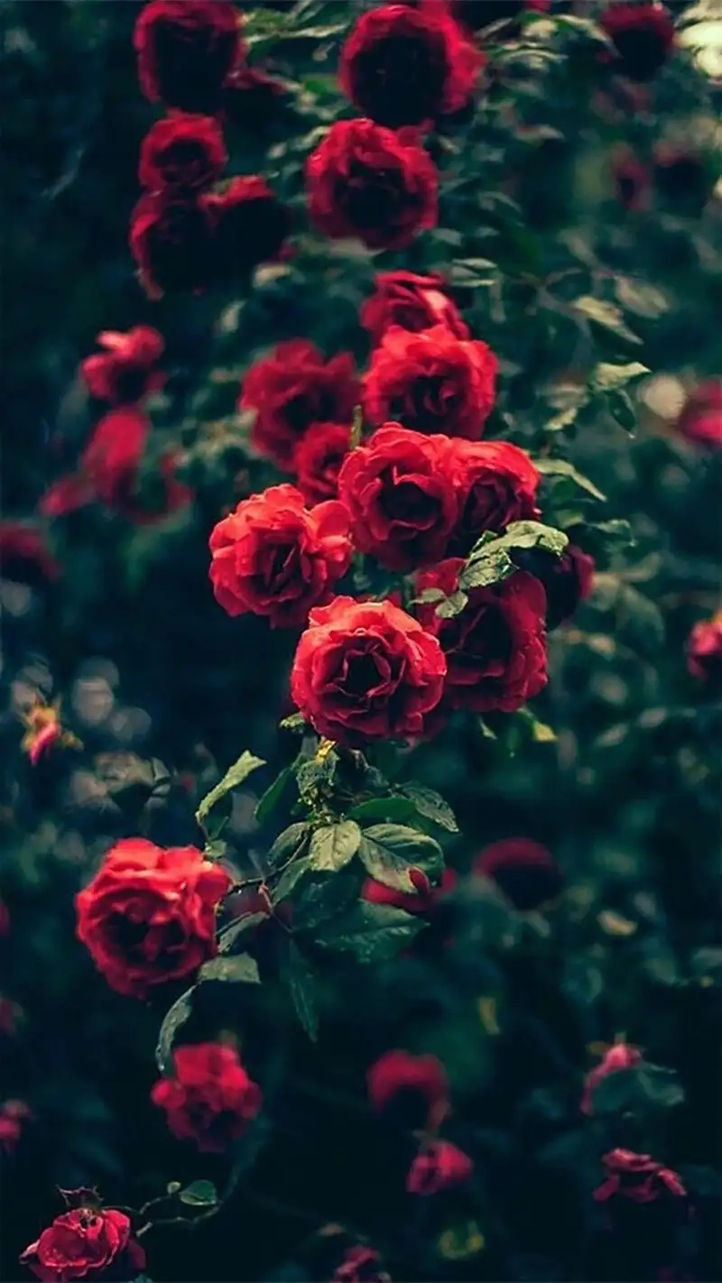 Khám phá Avatar hoa hồng đẹp và ấn tượng