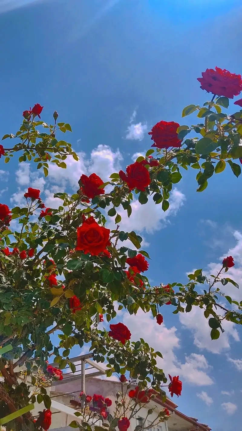 Vui nhộn và sinh động với Avatar hoa hồng hoạt hình