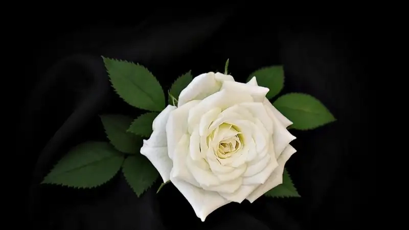 Trải nghiệm sự tinh khiết qua Avatar hoa hồng trắng