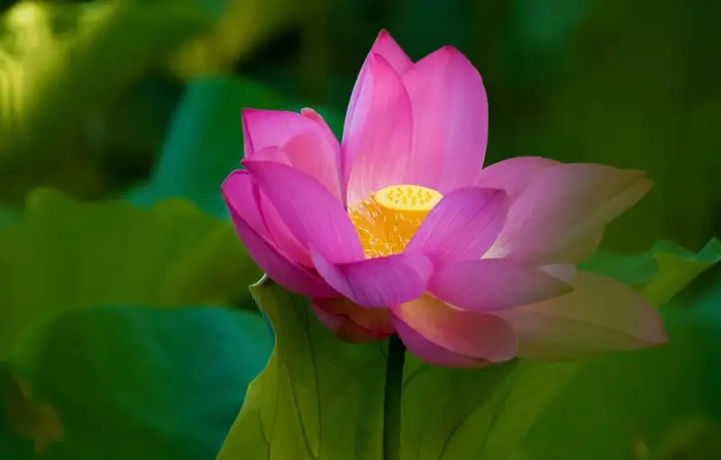 Avatar hoa sen hình sắc nét, phù hợp mạng xã hội