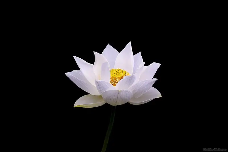 Avatar hoa sen đen sang trọng, thể hiện sự trầm mặc