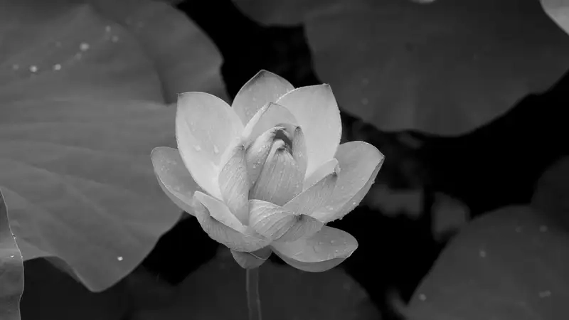 Avatar hoa sen trắng buồn cho đám tang trang nghiêm