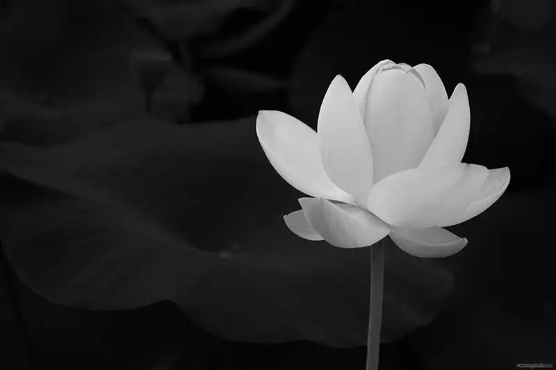 Avatar hoa sen trắng thanh khiết, biểu tượng yên bình