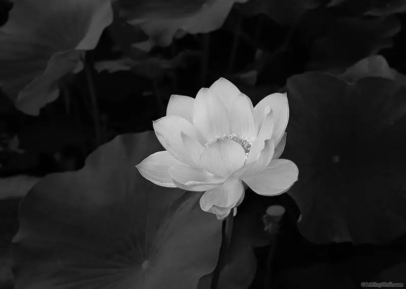 Avatar hoa sen trắng chia buồn đám tang trang nghiêm