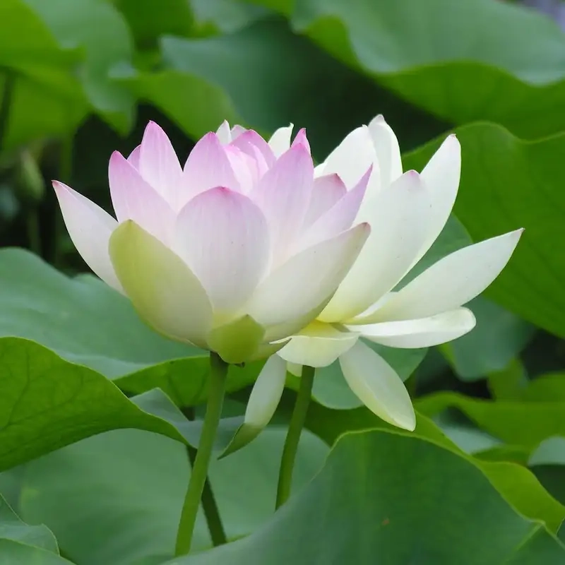 Avatar hoa sen hồng tươi sáng và đầy sức sống