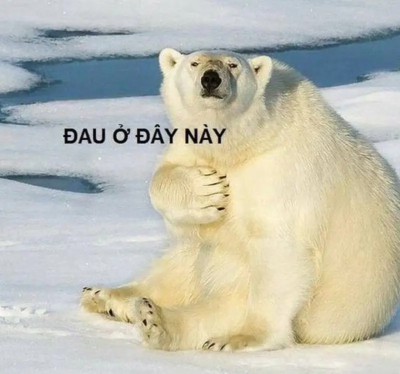 Nhìn Đau Ở Đây Nè Meme là muốn cười ngay