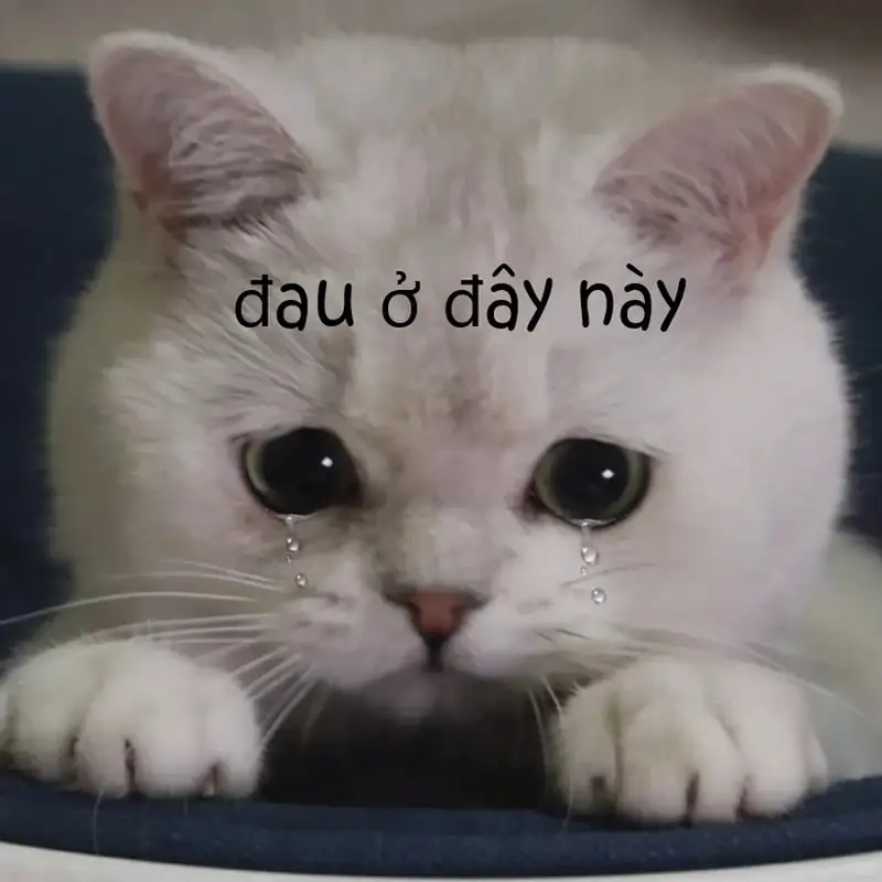 Xem Meme Đau Ở Đây Nè vui nhộn không thể bỏ lỡ