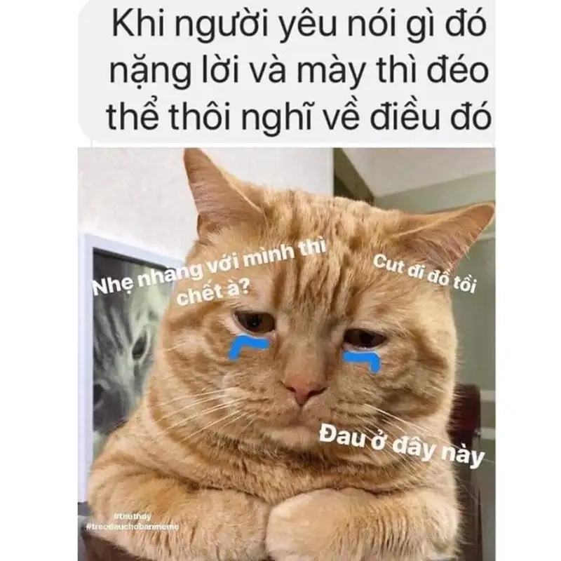 Cười sặc với Nó Đau Ở Đây Này Meme đáng yêu