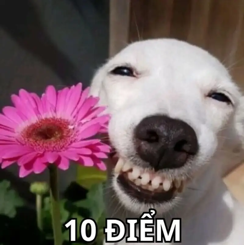 Meme 10 điểm là như thế nào?