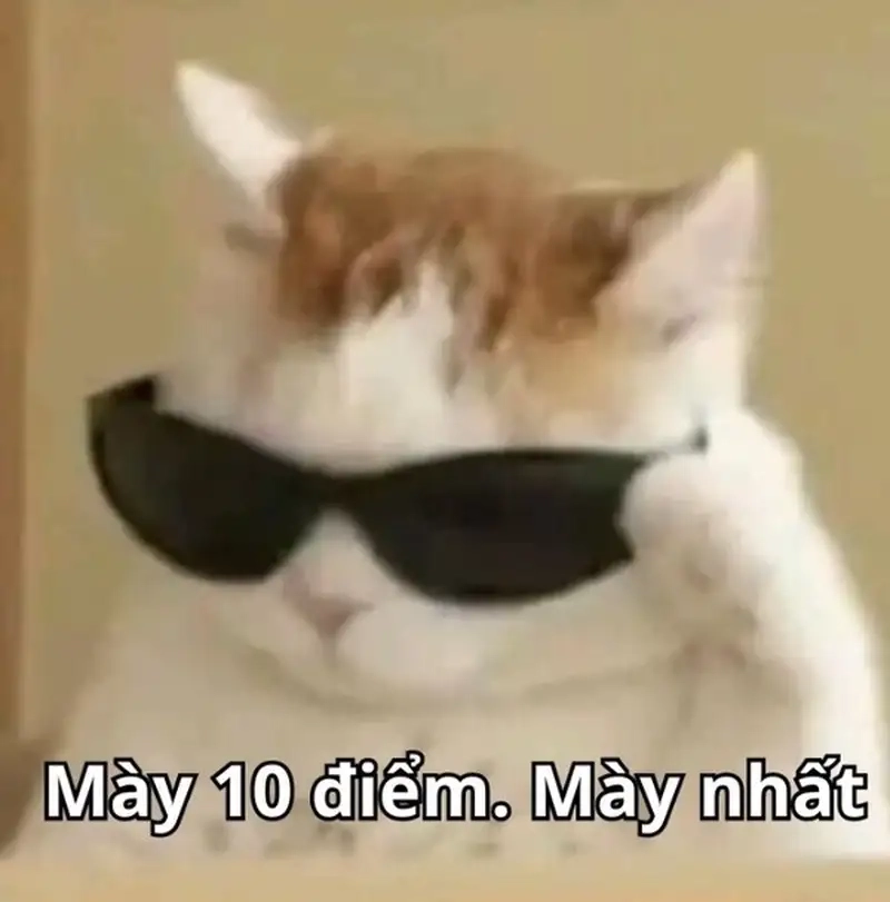 Khám phá 10 điểm meme độc đáo cho mọi tâm trạng