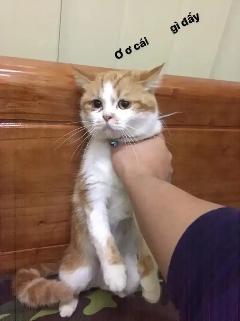 Xem ngay meme mèo bóp cổ siêu đáng yêu