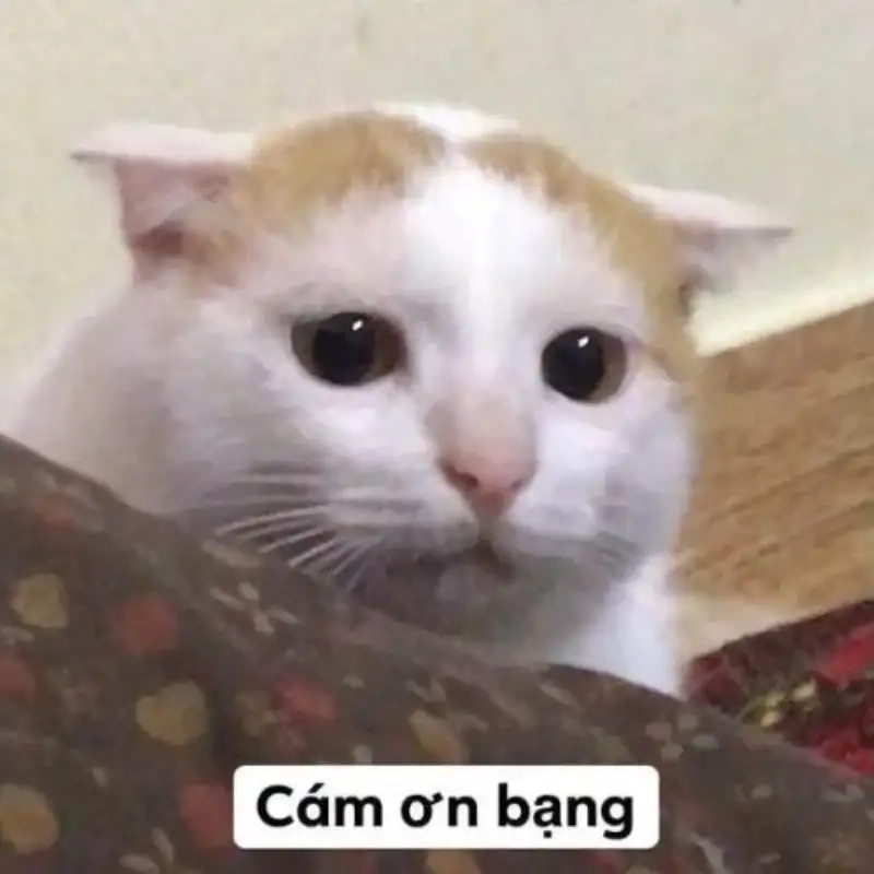 Trình bày ấn tượng với meme cảm ơn thuyết trình