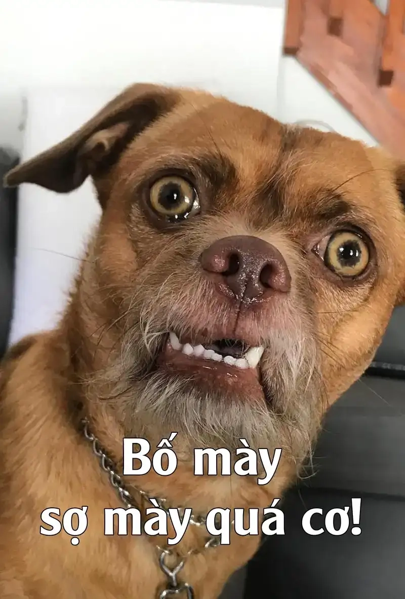 Meme con chó là như thế nào