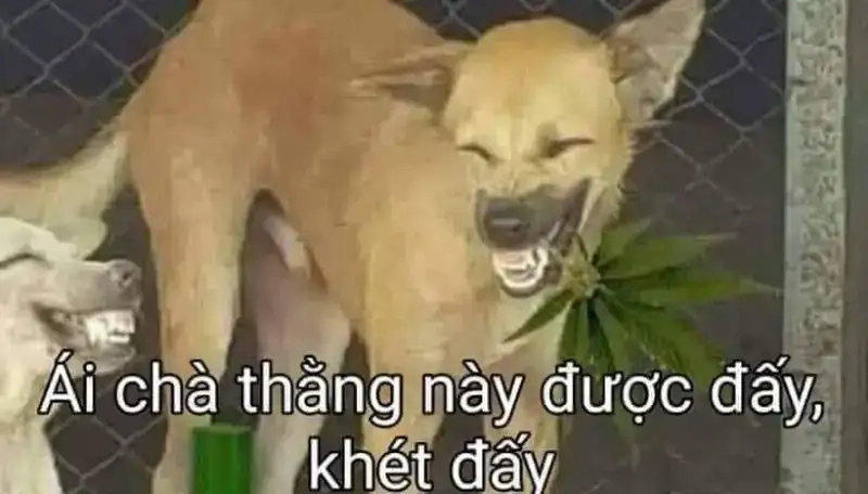Meme con chó gây bão mạng xã hội khiến ai cũng bật cười
