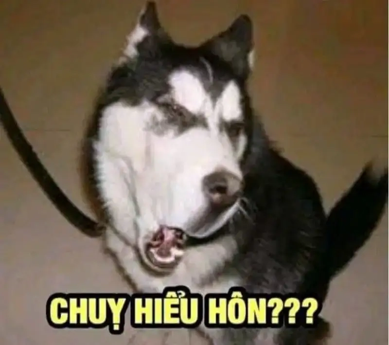 Ánh mắt chất vấn trong meme con chó nghi ngờ khiến ai cũng cười