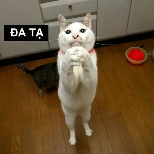 Meme đa tạ khiến dân mạng thích thú mọi lúc