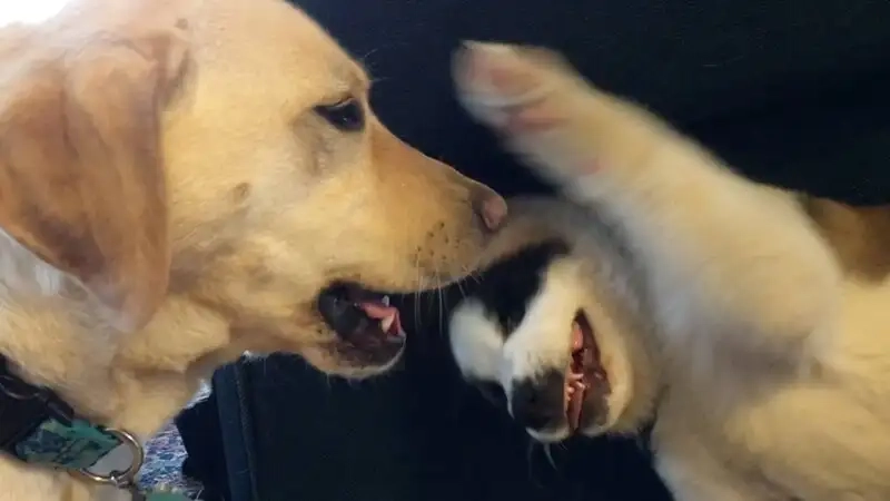 Khám phá ảnh meme đánh cực hài hước