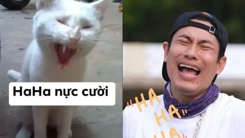 Meme haha hài hước không thể bỏ qua