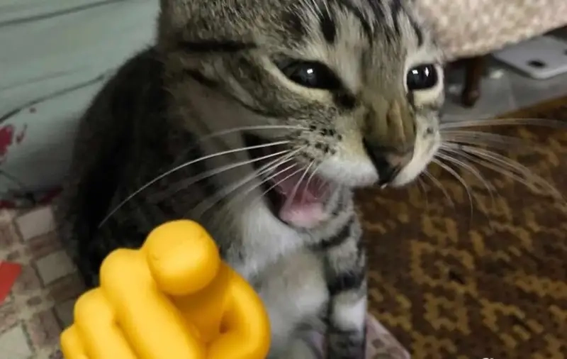 Meme mèo hoảng hốt lan nhanh mạng