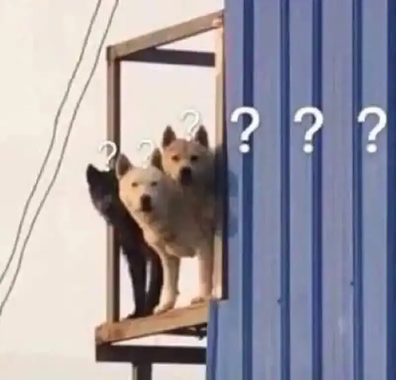 Thích ngay meme chấm hỏi dễ thương vui nhộn