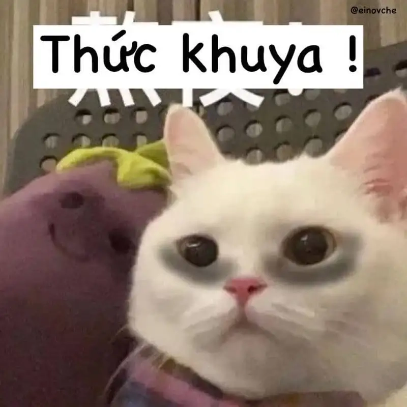 Ngắm meme mèo mất ngủ cho bớt stress