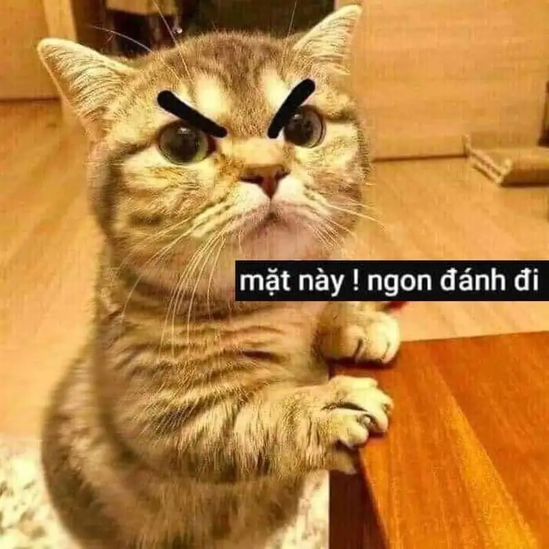 Khám phá loạt ảnh hot từ meme mèo đánh bá đạo