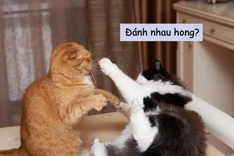 Giới trẻ lan truyền trend đánh meme siêu hài