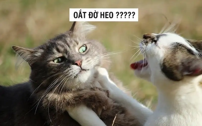 Những pha hài hước từ meme mèo đánh nhau cực chất