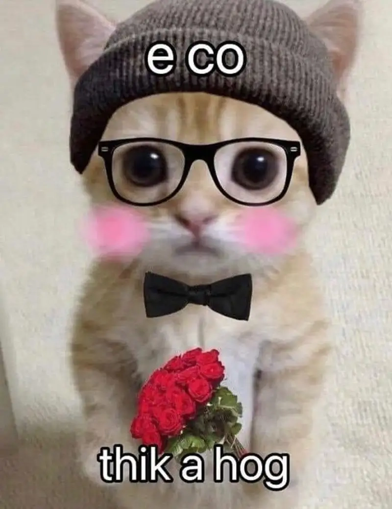 Meme mèo tặng hoa là như thế nào hấp dẫn người xem
