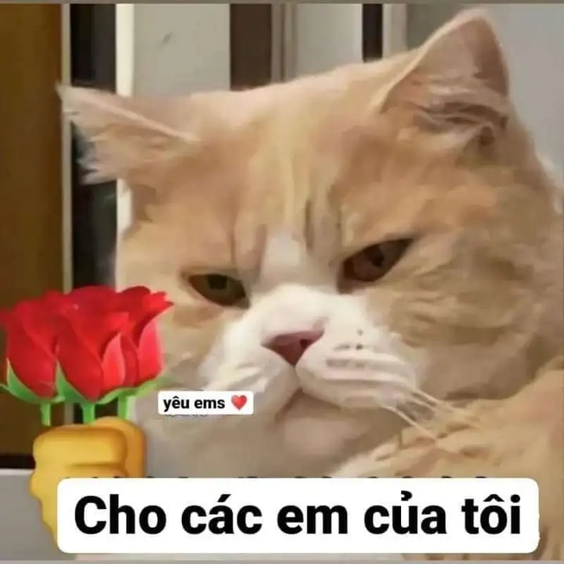 Thêm tiếng cười nhờ meme mèo tặng bông ngộ nghĩnh