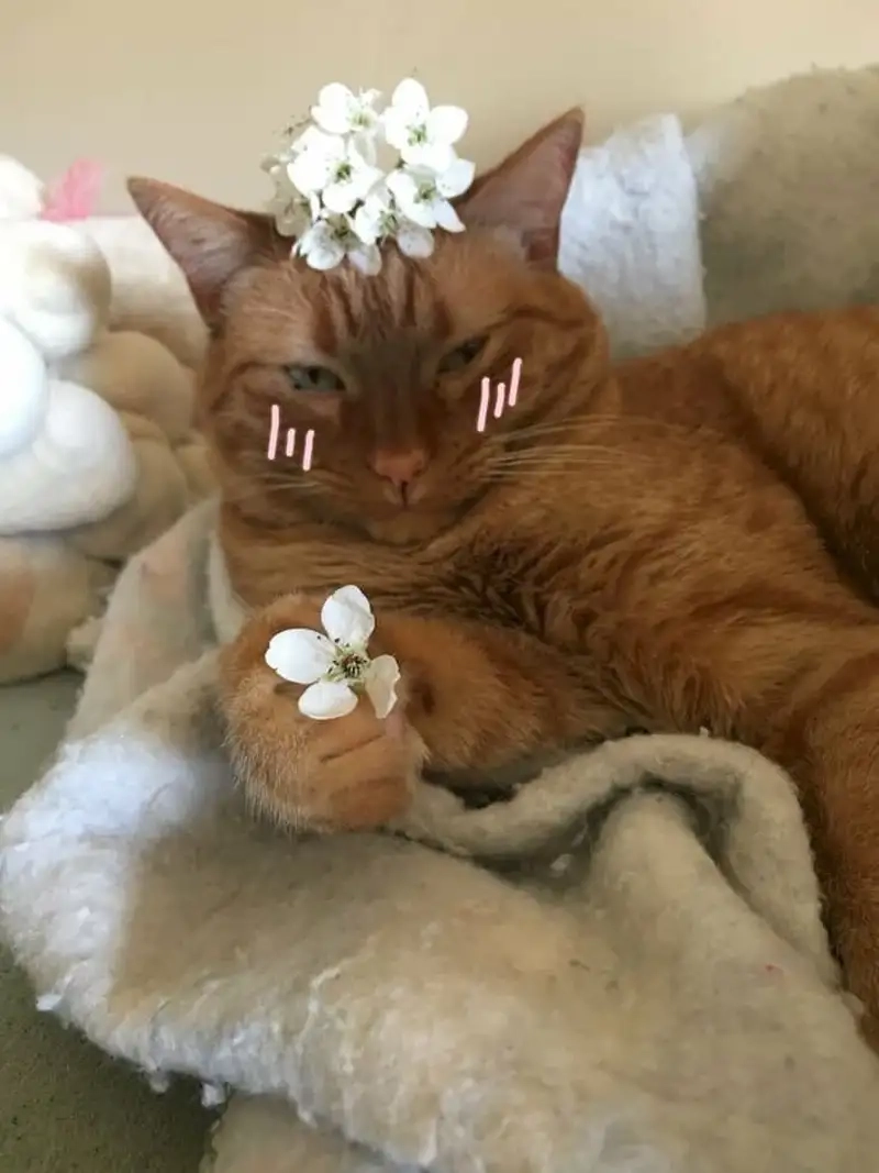 Lan tỏa niềm vui nhờ cute meme mèo tặng hoa