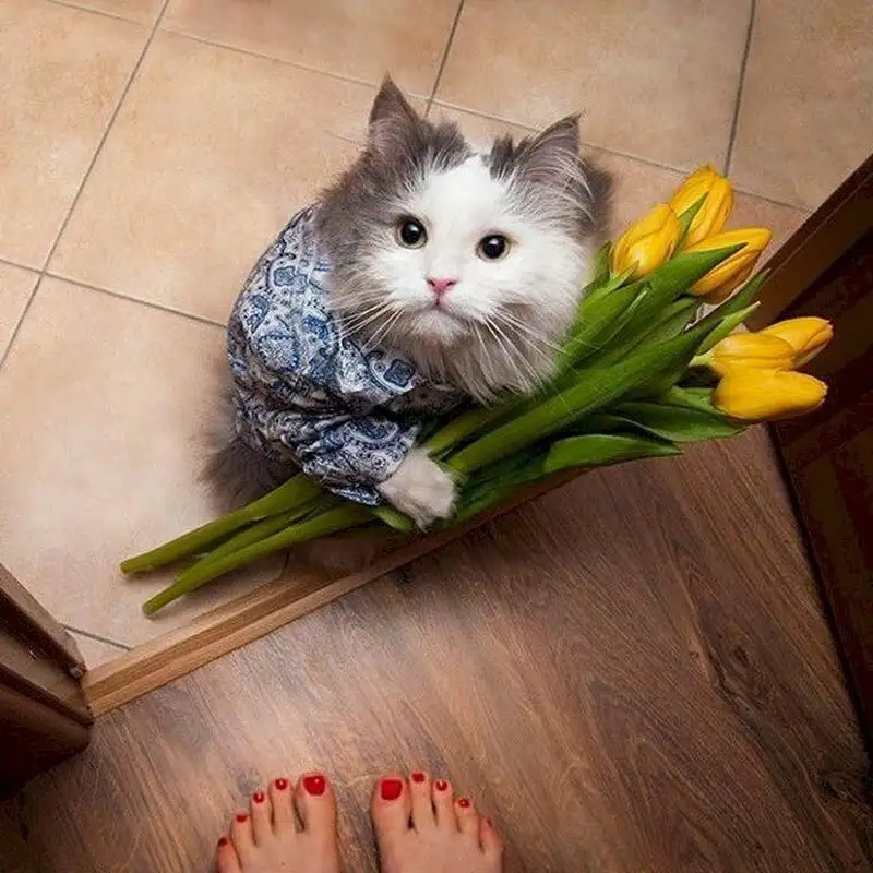 Vui mắt khi ngắm con mèo tặng hoa đáng yêu