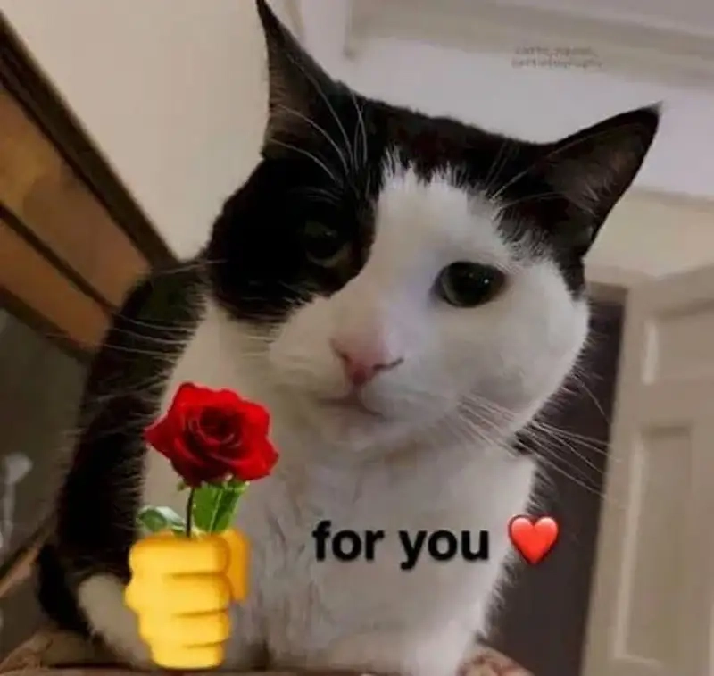 Cảm giác dễ thương từ mèo meme tặng hoa