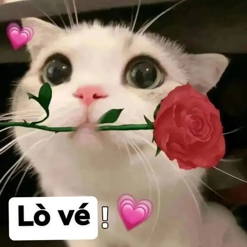 Ấn tượng với meme mèo tặng hoa hồng dễ thương
